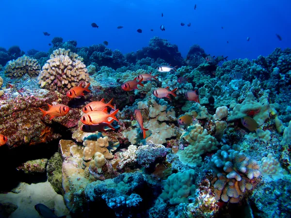 BlackBar Soldier Fish Under a Ledge — Stock Photo, Image