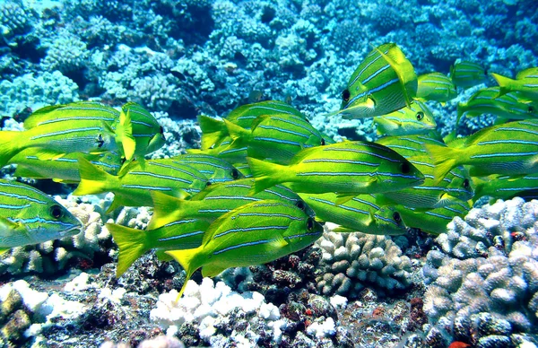 Mavi çizgili snapper Hawaii