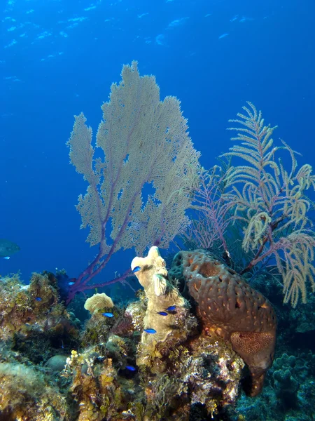 加勒比珊瑚礁与海上风机和珊瑚 — 图库照片