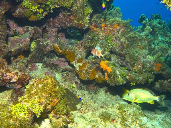 Cayman island reef scen med kopia utrymme — Stockfoto