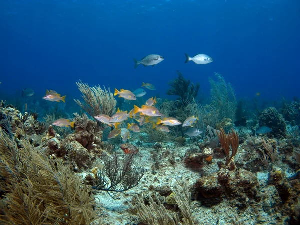 Escuela colorida de peces — Foto de Stock