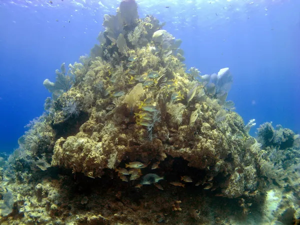 Korallen Kopf auf Cayman Brac — Stockfoto