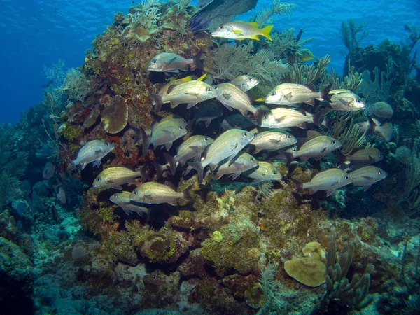 Gruñidos franceses en un arrecife caribeño —  Fotos de Stock