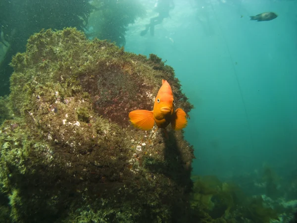 Garibaldi olhando para a câmera com mergulhadores no fundo — Fotografia de Stock