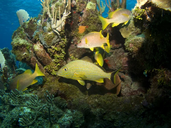 Свитшоты на рифе — стоковое фото