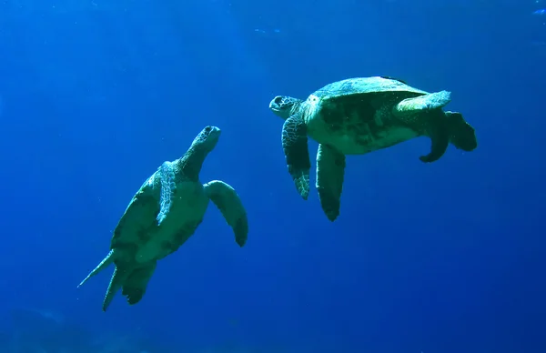 Tartarughe marine verdi che giocano — Foto Stock