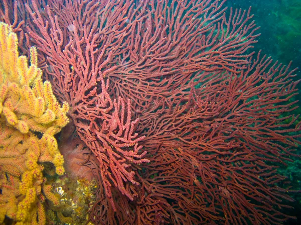 Ventilatore del Mar Gorgoniano e Morbido Corallo in Catalina — Foto Stock