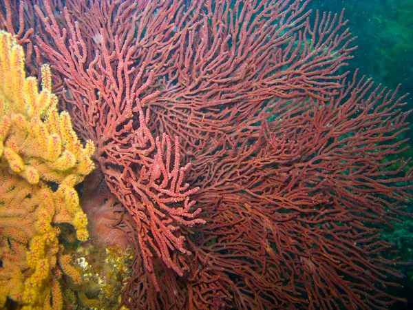 Gorgonií moře fanoušků a měkkých korálů v catalina — Stock fotografie