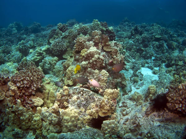 Scena della barriera corallina alle Hawaii — Foto Stock