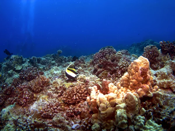 Lone Moorish Idol — Stock Photo, Image