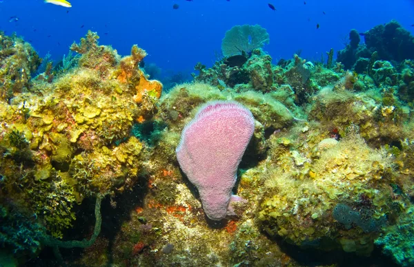 Paarse spons op een rif van cayman eiland — Stockfoto