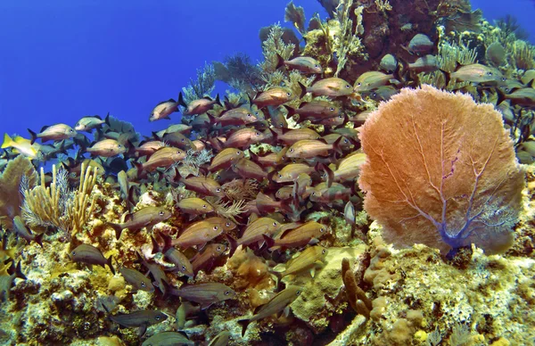 School van vis en zee fan in cayman brac — Stockfoto