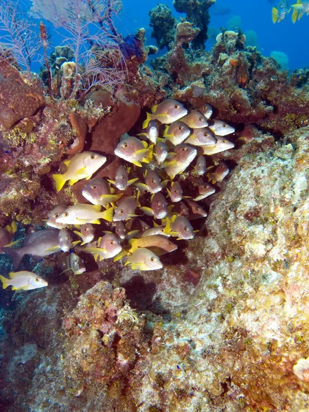 Karayip resif üzerinde balık sürüsü — Stok fotoğraf