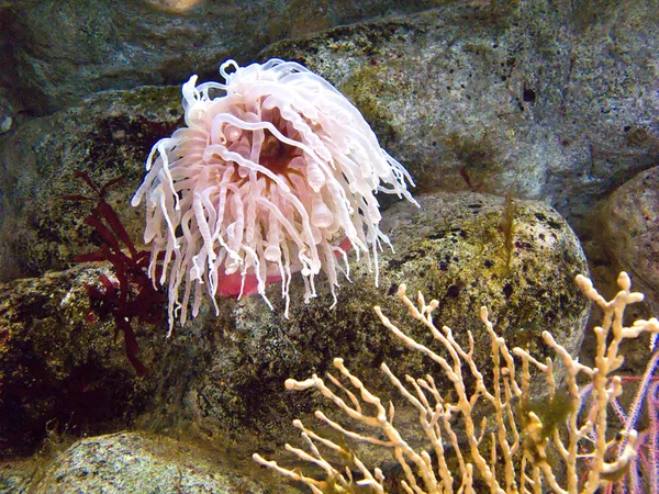 Anemone marino — Foto Stock