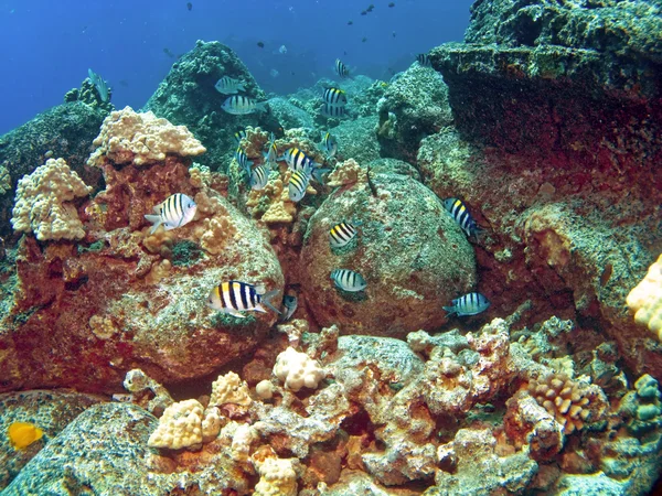 Scuola di Sergente Maggiore Fish su una barriera corallina Kona — Foto Stock