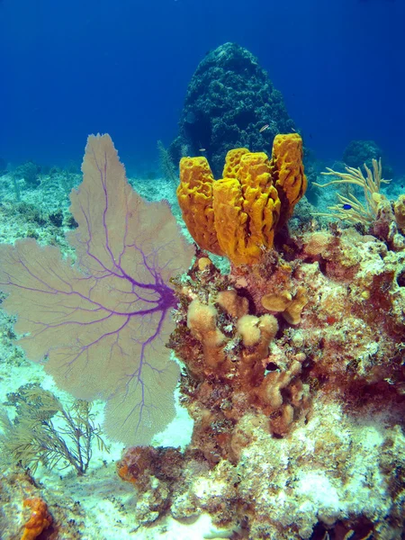 Ventilador do mar e esponja em um recife da ilha Cayman — Fotografia de Stock