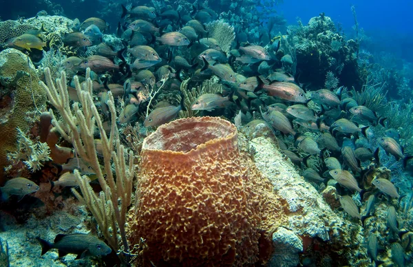 Sponge and School of French Grunts — Stock Photo, Image