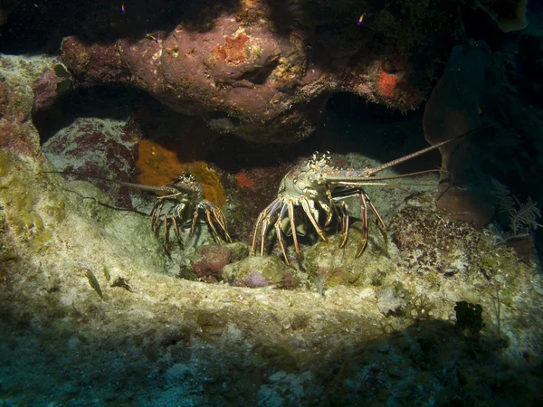サンゴ礁の上の穴に座っている二匹のロブスター — ストック写真
