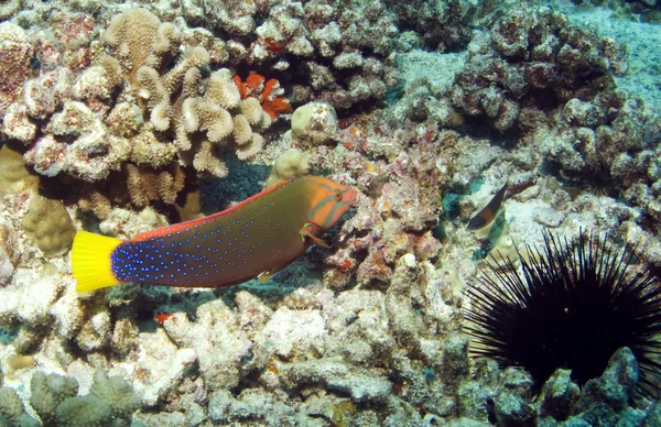 Koris ekor kuning — Stok Foto