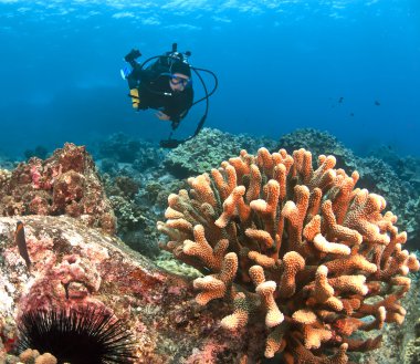 Dalgıç ve ışıklı mercan kona Hawaii