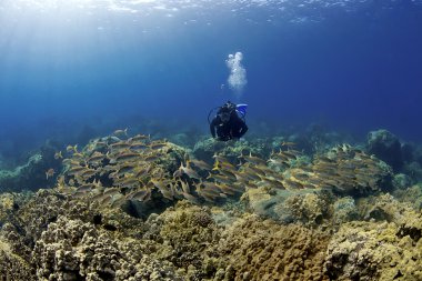 buzo revisando un arrecife konaDalgıç ve goatfish bir