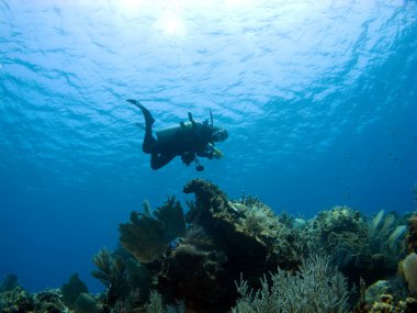 Diver descending on a Cayman Island Reef clipart