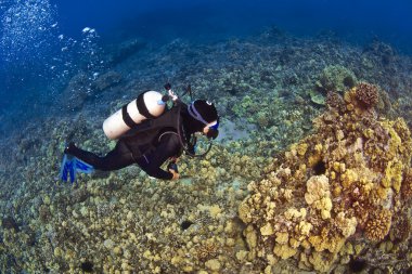 bir dalgıç kona Hawaii aşağı bakıyor