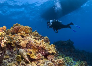 Scuba diver ve trompet salyangozu