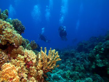 Scuba divers dalış dan returng