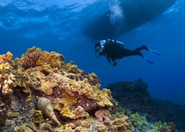 trompet salyangozu ve scuba diver