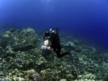 kadın sualtı fotoğrafçısı Dalgıçlık kona Hawaii