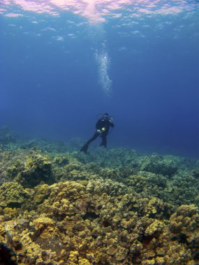 kadının reef dalış
