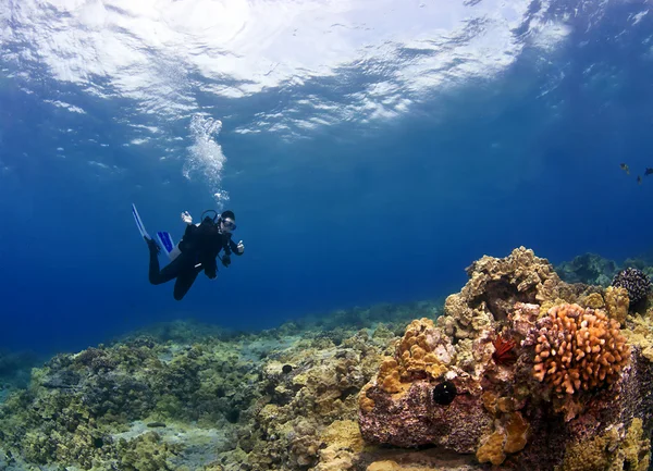ハワイでサンゴの点検ダイバー — ストック写真