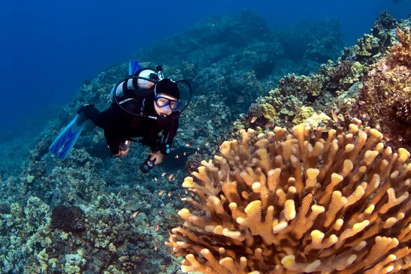 Diver looking at the Coral in Kona Hawaii — Stock Photo, Image