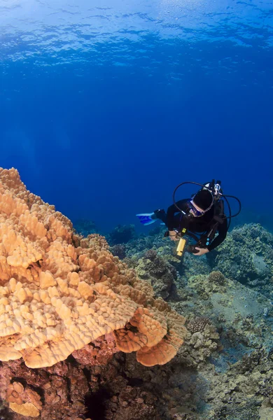 Buceador mirando Mushroom Coral — Foto de Stock