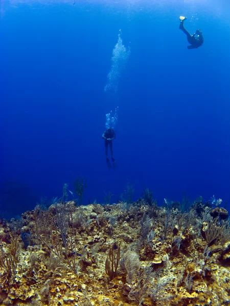 Mergulhadores fora da parede em Cayman Brac — Fotografia de Stock
