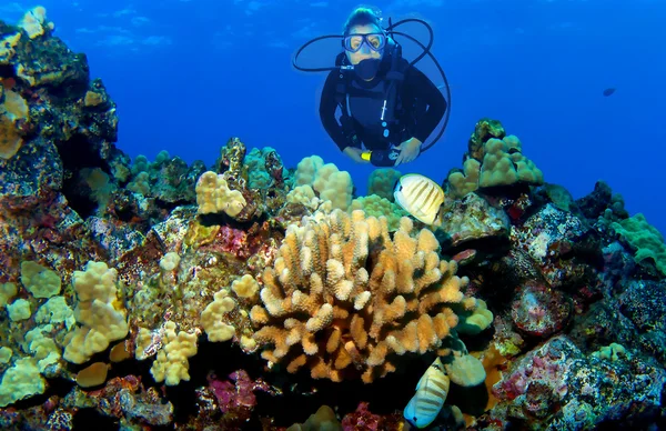 Maui Reef and Diver — Stock Photo, Image