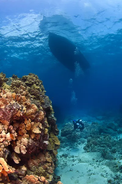 Дайвер рядом с коралловой стеной — стоковое фото