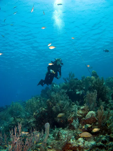 Mergulhador de mergulho olhando para cima em Cayman Brac — Fotografia de Stock