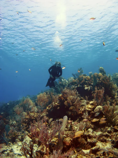 Dykare över en cayman island reef — Stockfoto