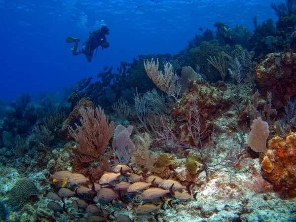 Scuba diver plavání podél útesu — Stock fotografie