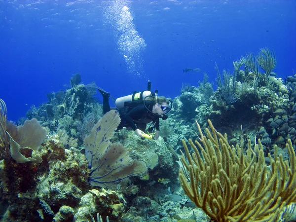 Dykare simmar genom en cayman island reef — Stockfoto