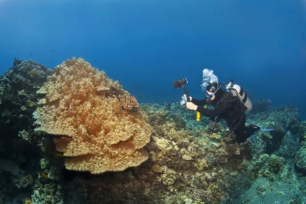 Buceador fotografiando Mushroom Coral en Hawaii — Foto de Stock