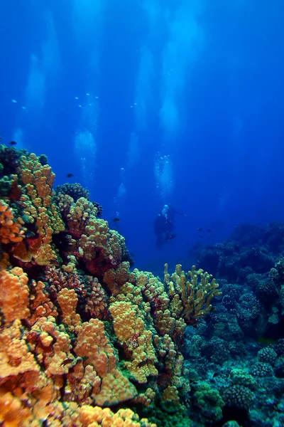Mergulhadores nadando em direção ao recife — Fotografia de Stock