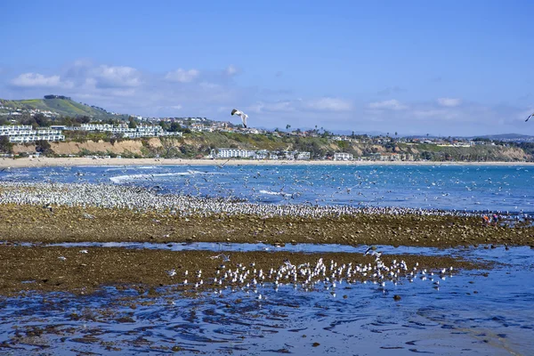 Doheny Extreme Low Tide — Stock Photo, Image