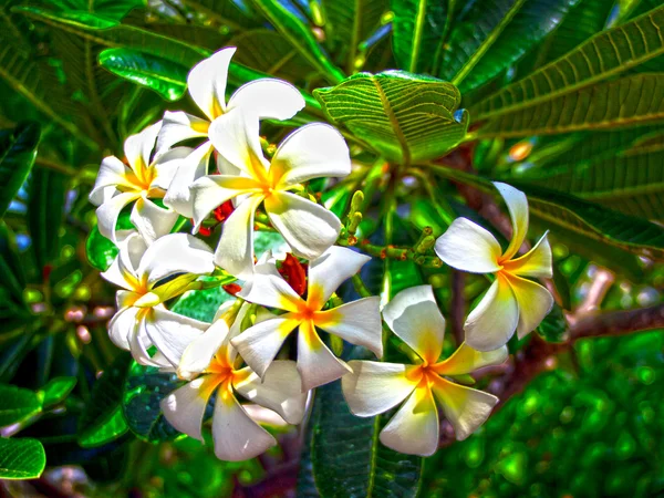 Fiori hawaiani in HDR — Foto Stock