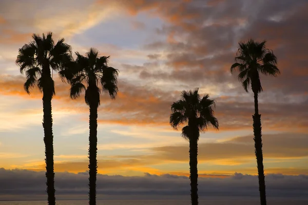 Güzel bir gün batımı karşı kontrast palmiye ağaçları — Stok fotoğraf