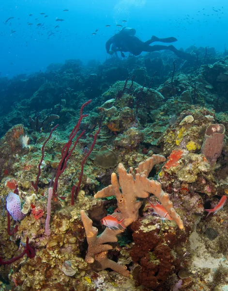 Scuba diver st. lucia resif üzerinde — Stok fotoğraf