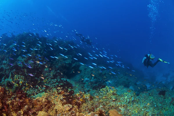 In het diepe in st lucia — Stockfoto