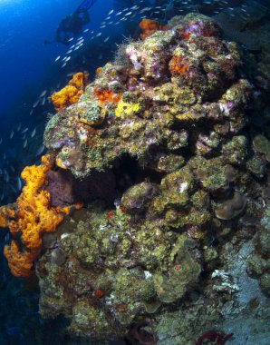 St lucia resif sahne